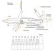 Туристический инструмент Мультитул IPRee® 9- в -1 Пассатижи, нож, отвертка 1154117509 фото 10